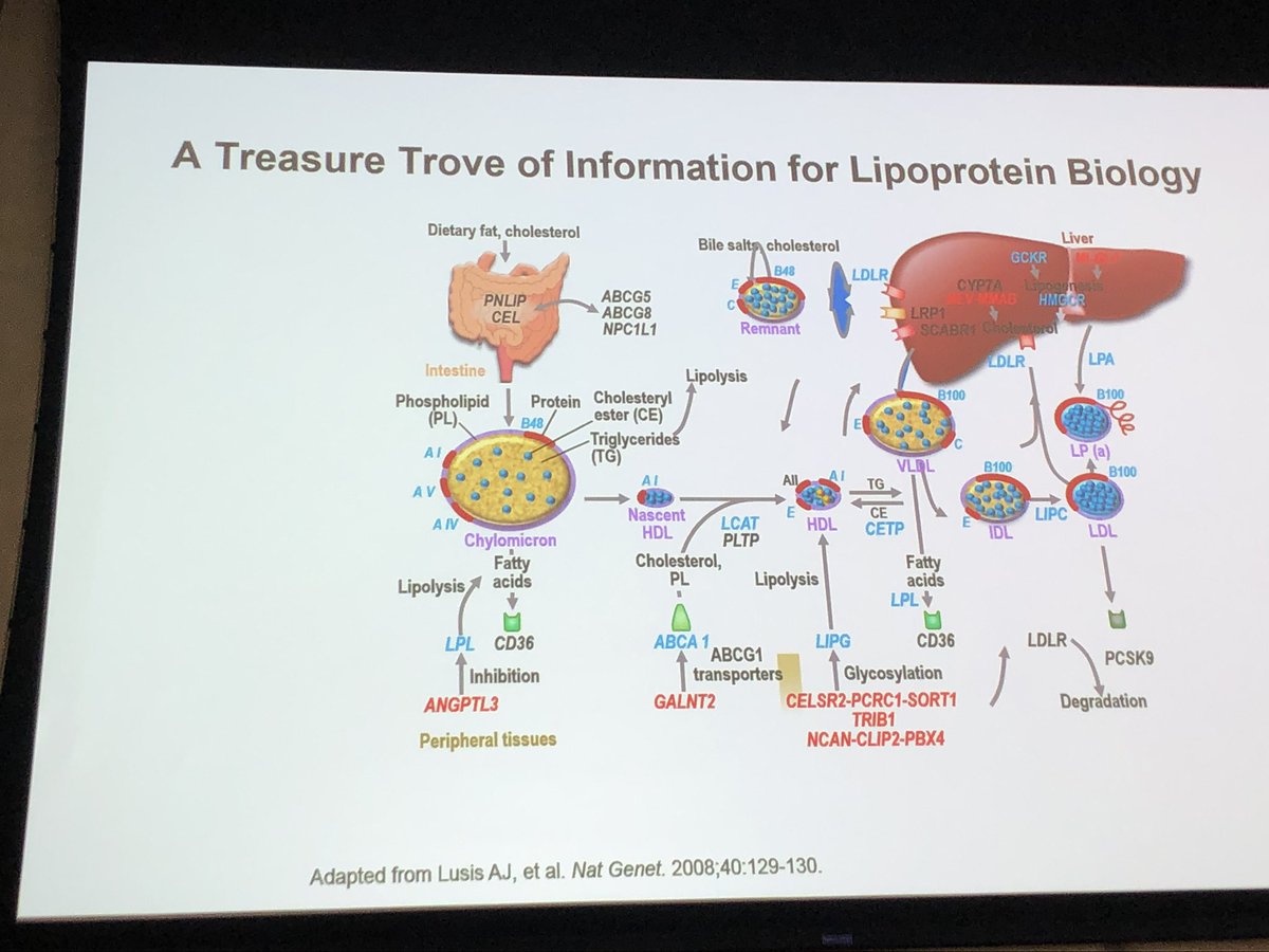 braun_lynne's tweet photo. Roadmap of lipoprotein biology by the great @mdavidsonmd #RushLipidProgram @avolgman https://t.co/u1Eip1HP9Q
