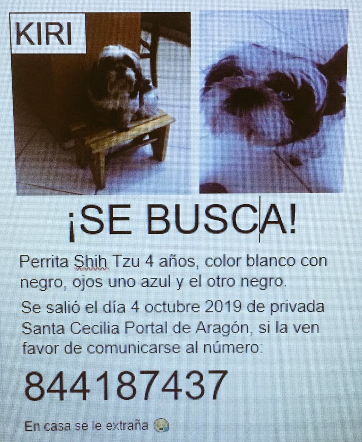 aledsant's tweet photo. Buscamos a nuestra perrita Kiri #saltillo #mascota #extraviada https://t.co/UQZHY5MCem