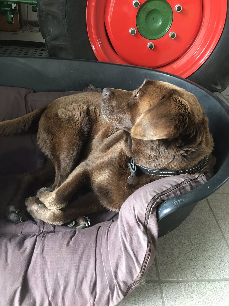 lisa_aen's tweet photo. He has two moods. He is active and barks the whole time or he just sleeps like he does rn. Love to be at my dad to see this cutie 🥰 #BarksForBarrell https://t.co/YDjxITWKiB