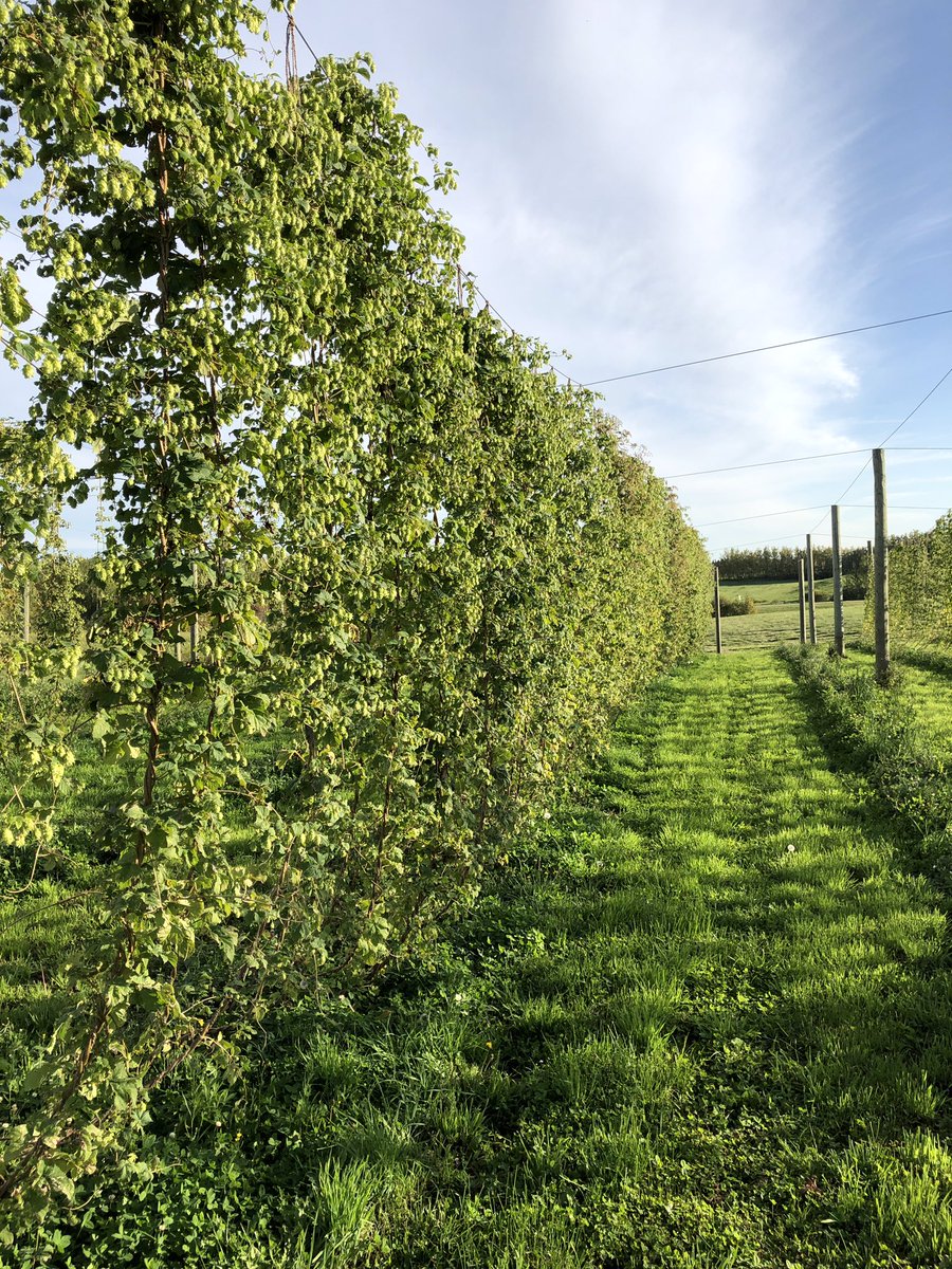 Hops are all in, have 16.75Kg of Centennial and 4.75kg of Willamette.... not a very productive year... but I am expanding a 2nd acre this year with 2.5 more acres next year