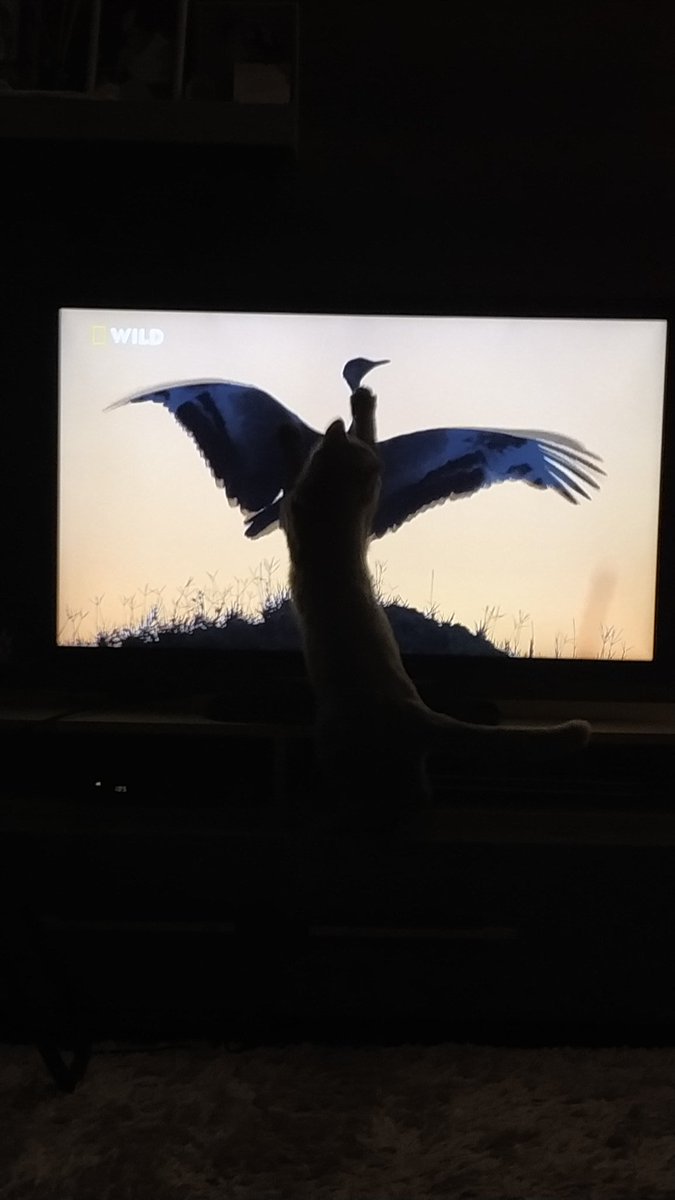 Azıcık izledi hemen götü kalktı 😂