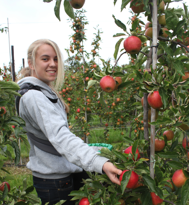 This year's crop is ripe and ready, so our pickers are carefully handpicking your favourite British apples 👏🍎