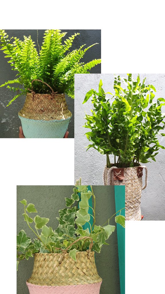 DarogaMv's tweet photo. We’ll be at the Moms Expo tonight till 11pm. Drop by to check out a variety of indoor plants and mini gardens! 
Venue: Billabong High Int School (Hall)
#DarogaMv https://t.co/bwzeLXGVK6