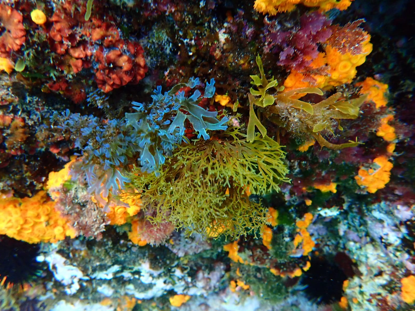 Ficologia Espana Spanish Phycological Association This Is Nativas The Winning Photo From The Annual Phycological Photocontest From Sefalgas Congratulations To Julio De La Rosa From Canalugr Phycology Ficologia Seaweeds Algae