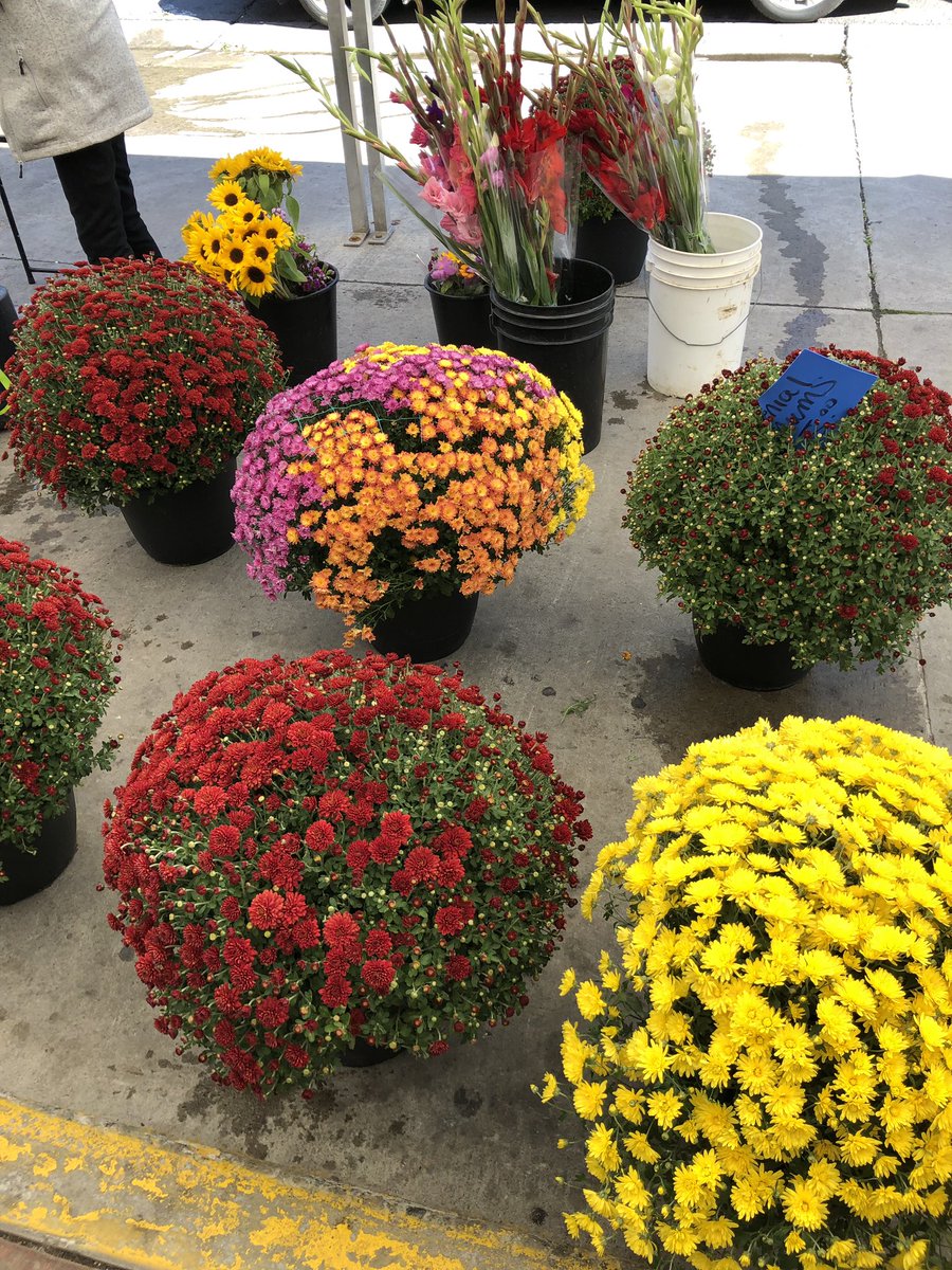 OttawaMarkets's tweet photo. Local #fruits are finished for the season but our #mums have arrived and it’s a riot of fall #veggies at your #PublicMarkets at #OurParkdale &amp; #OurByWard #MyOttawa ! https://t.co/BCnQBy1kuW