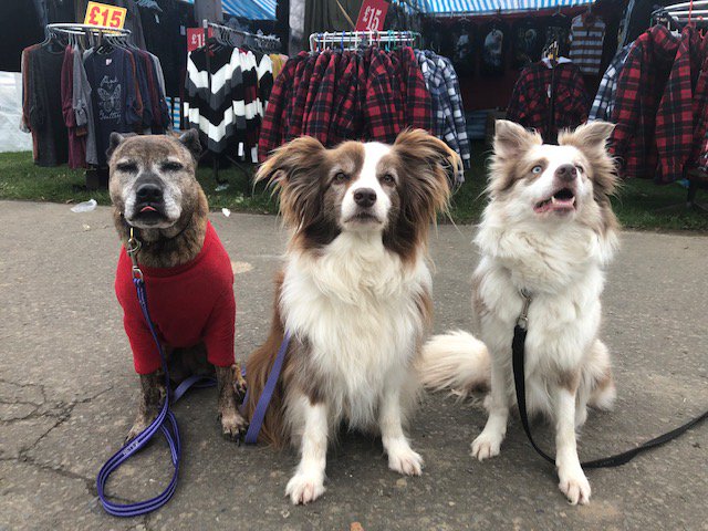 SouthEngShows's tweet photo. Its been doggy heaven here at the #AutumnShowAndGameFair today ๐ถ Thank you all for coming and bringing your four-legged friends with you.
We look forward to doing it all again tomorrow!! #fourleggedfun
https://t.co/F2W8XwHoMV https://t.co/6Y7XKRhIY6