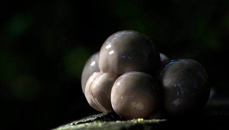 NATUURKALENDER SEPTEMBER 2019
De maand september is weer voorbij en ondertussen is de herfst begonnen. Het is weer een mooi artikel geworden met prachtige foto's. Gauw kijken en genieten dus!
bit.ly/2Ofnnqa