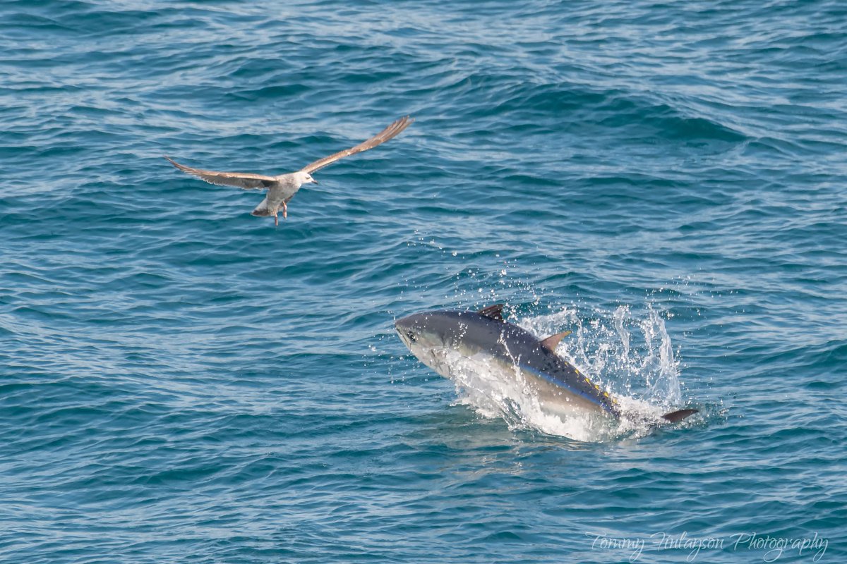 Atlantic Bluefin Tuna breaching as seen today from Europa point #Gibraltar