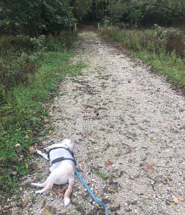 beaglefreedom's tweet photo. As you can see BFP's Casper LOVES going on "walks". 🙌 🐶 https://t.co/JI2pyzYE7l