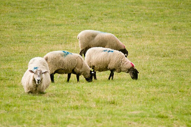 nwatchscotland's tweet photo. LIVESTOCK SECURITY     
HOW TO PROTECT YOUR LIVESTOCK: Use ear tags, forensic keel paint, horn brands, freeze marking or tattooing to make animals more easily identifiable https://t.co/icDoTqvuRG