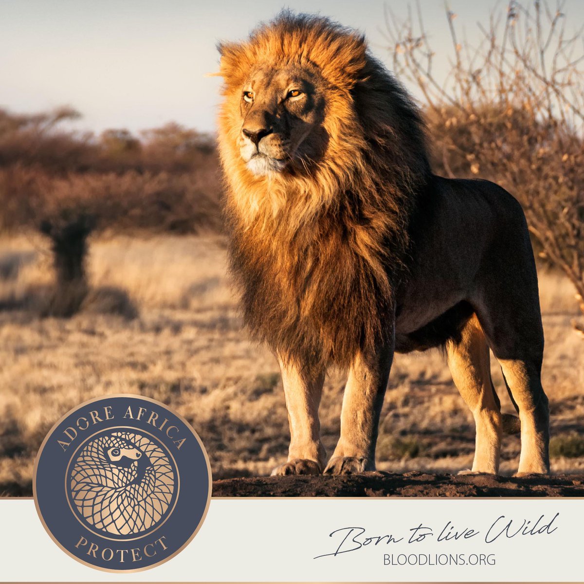 ADORE Africa (@adore_africa) on Twitter photo Join travel and tourism leaders: pledge your support to Born to Live Wild. ow.ly/eoCQ50wBBLd #ADOREAfricaProtect supports those who are committed to conservation.#pledgeyoursupport #borntolivewild #respectwildlife #BloodLionsBornToLiveWildCampaign #ADOREAfrica <a href="/Blood_Lions/">Blood Lions Official</a> Join travel and tourism leaders: pledge your support to Born to Live Wild. ow.ly/eoCQ50wBBLd #ADOREAfricaProtect supports those who are committed to conservation.#pledgeyoursupport #borntolivewild #respectwildlife #BloodLionsBornToLiveWildCampaign #ADOREAfrica <a href="/Blood_Lions/">Blood Lions Official</a>