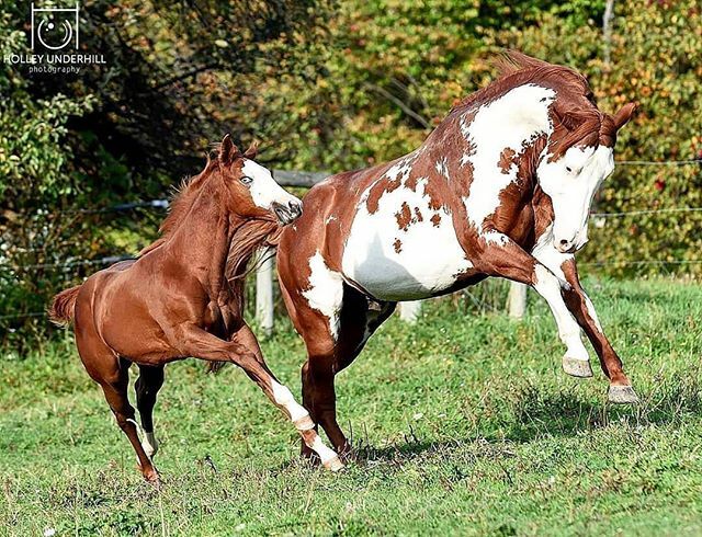 cowboymagic's tweet photo. 🌟Double Wow Power🌟
Carousel by @holleyunderhill
.
"Father & Daughter”
.
.
.
.
.
#apha #aphamerica #americanpainthorse #officialapha #painthorsesofinstagram #painthorses #horse #horses #horsesofinstagram #overo #frameovero #baldface #stallion #redand… https://t.co/eCBTXJUPgJ https://t.co/aBhvopkT6c