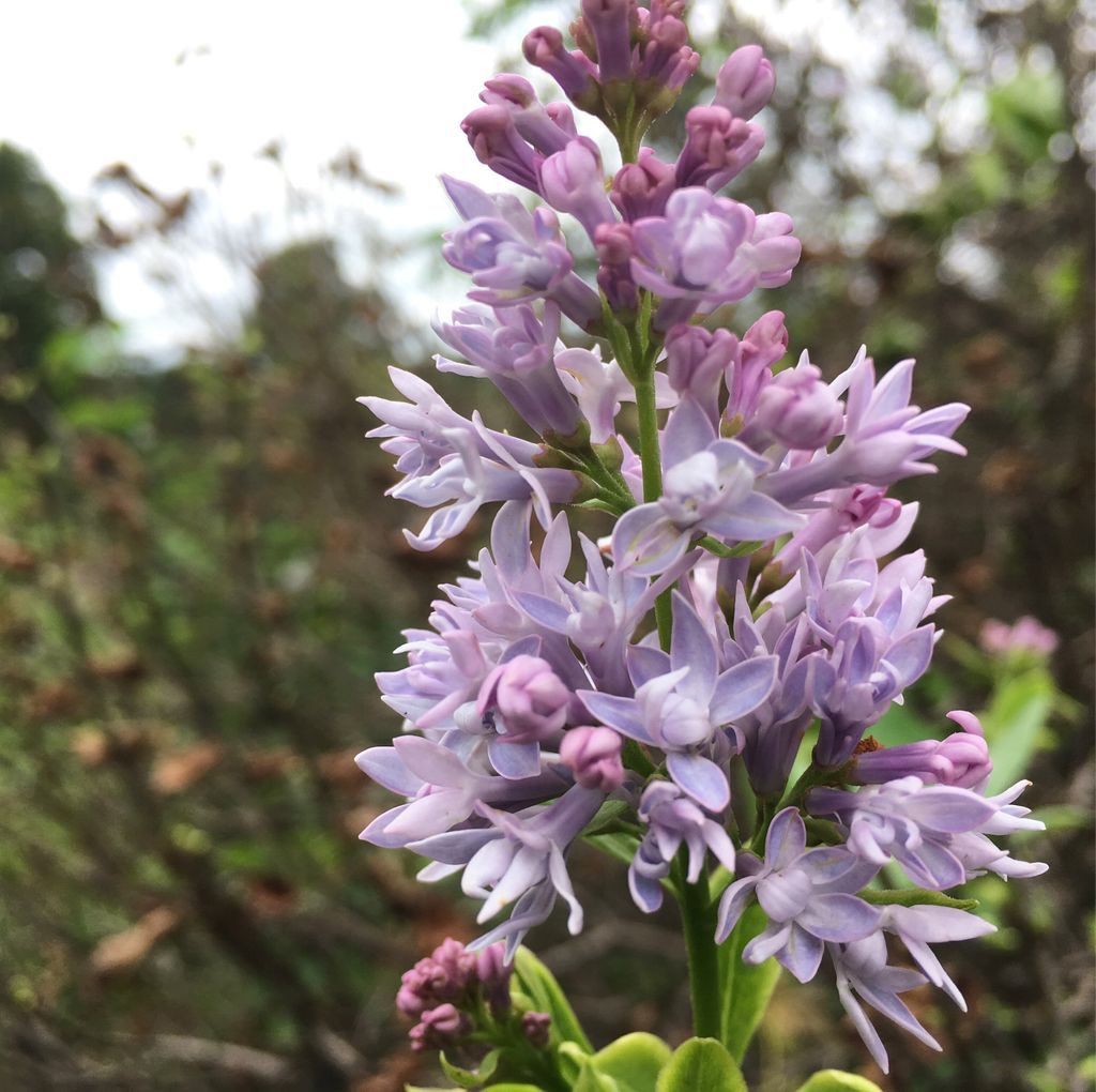 A little visit at the Ewing Park Lilac Arboretum, with a few off-season blooms #desmoines #iowa #gardens #freetovisit