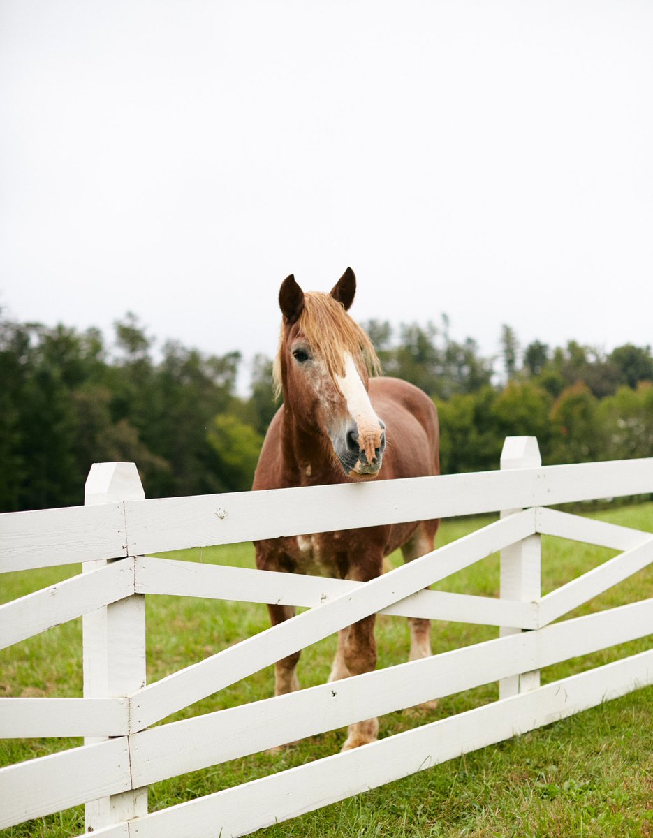 blackberryfarm's tweet image. Willard is loving the weekend! #blackberryfarm #onthefarm #relaischateaux
