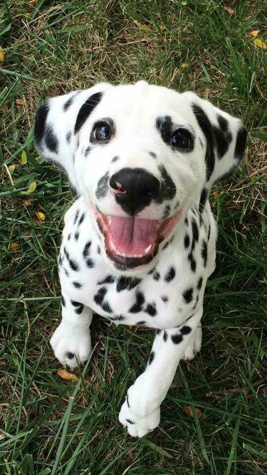 #WritingCommunity I feel like doing a #WriterLift. Comment with a photo of your pets and tell me what you write. Tag your pals. Please RT so this gets wider reach! Let’s do it! <a href="/TTBanks5/">TT_Banks</a> @alyssawritesit @whistberry <a href="/JazdzewskiTara/">🖤Jazzy🖤</a> <a href="/SkyWatcher_HL/">🇨🇦Heather Lynn💫 The Sky Watcher Series✍🏻💫</a> <a href="/bl98/">Benoit Lanteigne</a> @k_paige_author @SamB_Writer