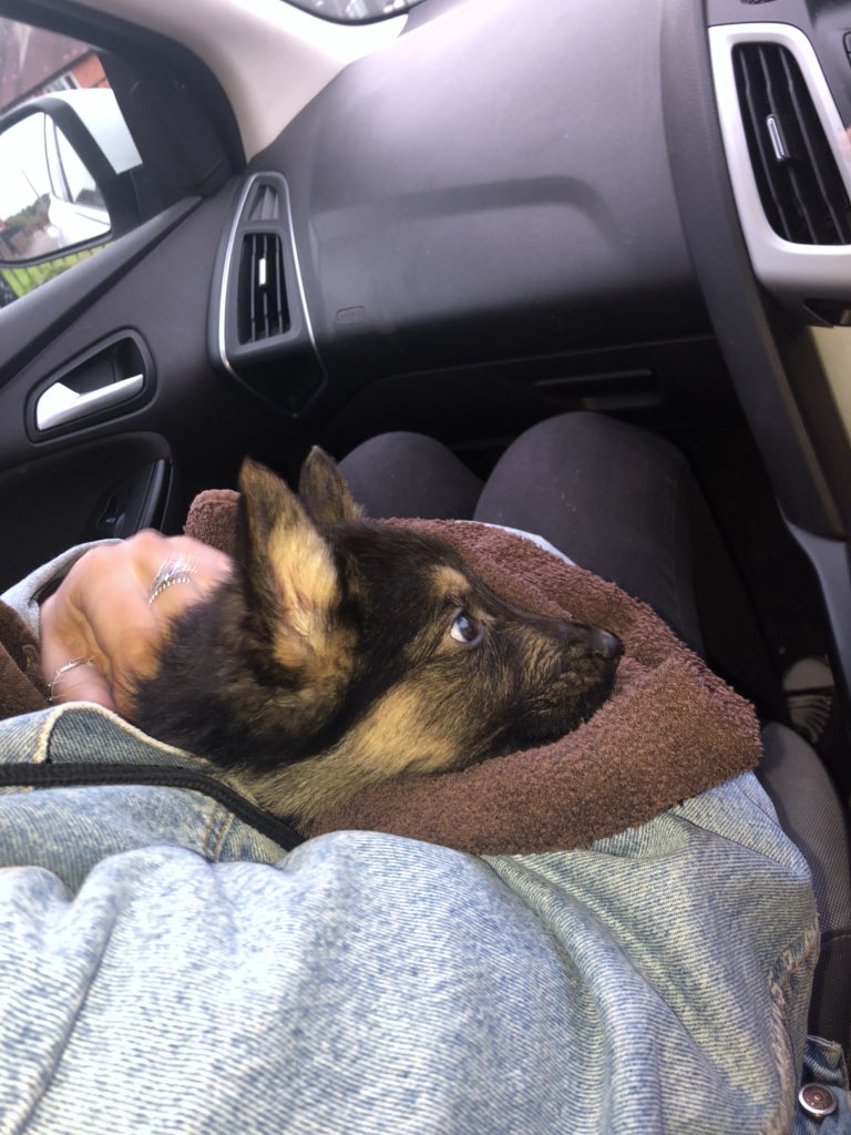 _BethanyFreya_'s tweet photo. How cute is this little fella 😍😍 so Inlove https://t.co/y9sj4baGkN