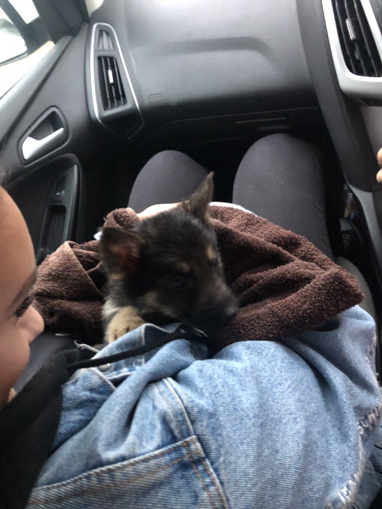 _BethanyFreya_'s tweet photo. How cute is this little fella 😍😍 so Inlove https://t.co/y9sj4baGkN