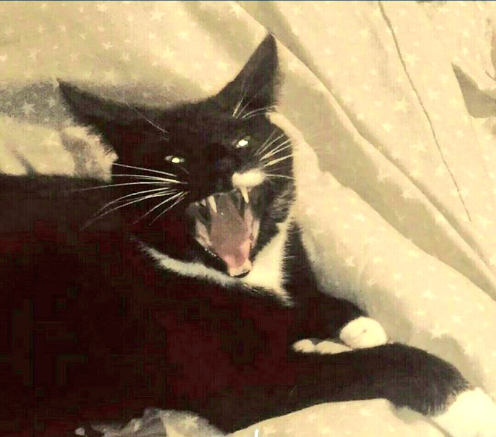 KATPOOH's tweet image. Skittles would like to win so that he can buy treats for his friends Charlie, Badger,  Zoonie, Mittens, Muckle, Ziggy and Zodiac #8Cats #amazonpets2019