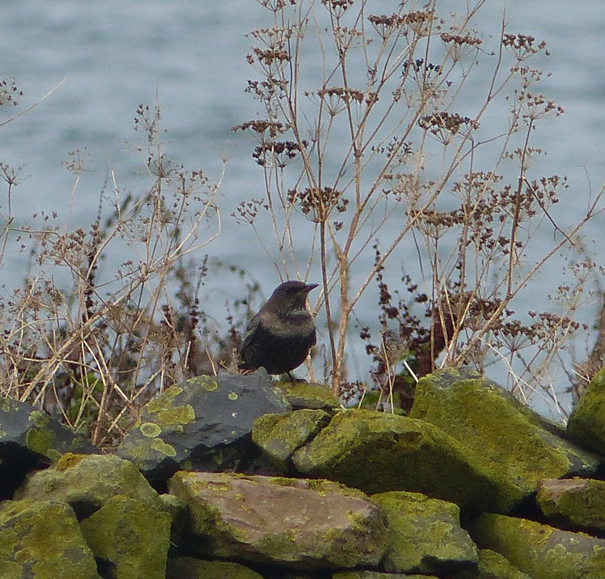 The Farne Islands (@ntfarneislands) on Twitter photo Great migration on Inner Farne today! 100s of Redwing and 20 Goldcrest dropped in, with Ring Ouzel, Water rail and 2 male Redstarts being highlights. A fine supporting cast included Merlin, Fieldfare, Lesser whitethroat and Brambling among others. <a href="/NTBirdClub/">Northumberland & Tyneside Bird Club</a> @NEE_Naturalist Great migration on Inner Farne today! 100s of Redwing and 20 Goldcrest dropped in, with Ring Ouzel, Water rail and 2 male Redstarts being highlights. A fine supporting cast included Merlin, Fieldfare, Lesser whitethroat and Brambling among others. <a href="/NTBirdClub/">Northumberland & Tyneside Bird Club</a> @NEE_Naturalist