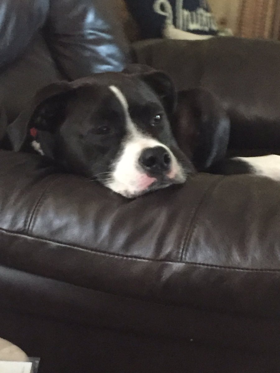 ChefKevinBelton's tweet photo. The struggle is real y’all🐶 #thehardship #thestruggleisreal #ifonlyshecouldtalk #adogslife #home #adopt #cookiemonster #cookiesworld @LASPCA https://t.co/R1EoOI323h