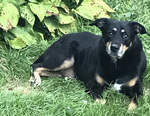 MME_DENVER's tweet photo. After treating my dog's cancer with cannabis, he's still alive — more than three years after a vet said he'd die 

https://t.co/gIvYtpMTb7 #MME #marijuana #cannabis #Pets https://t.co/htSCFeHrgn