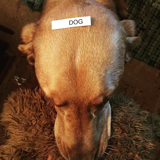 We got a new label maker to help organize the plethora of baby things. This is how @jake_cohen2 is choosing to use it. Test strip. #eyeroll #thisismylife #twincitiesmom #minneapolismn #dogsofinstagram ift.tt/35cZ9CP