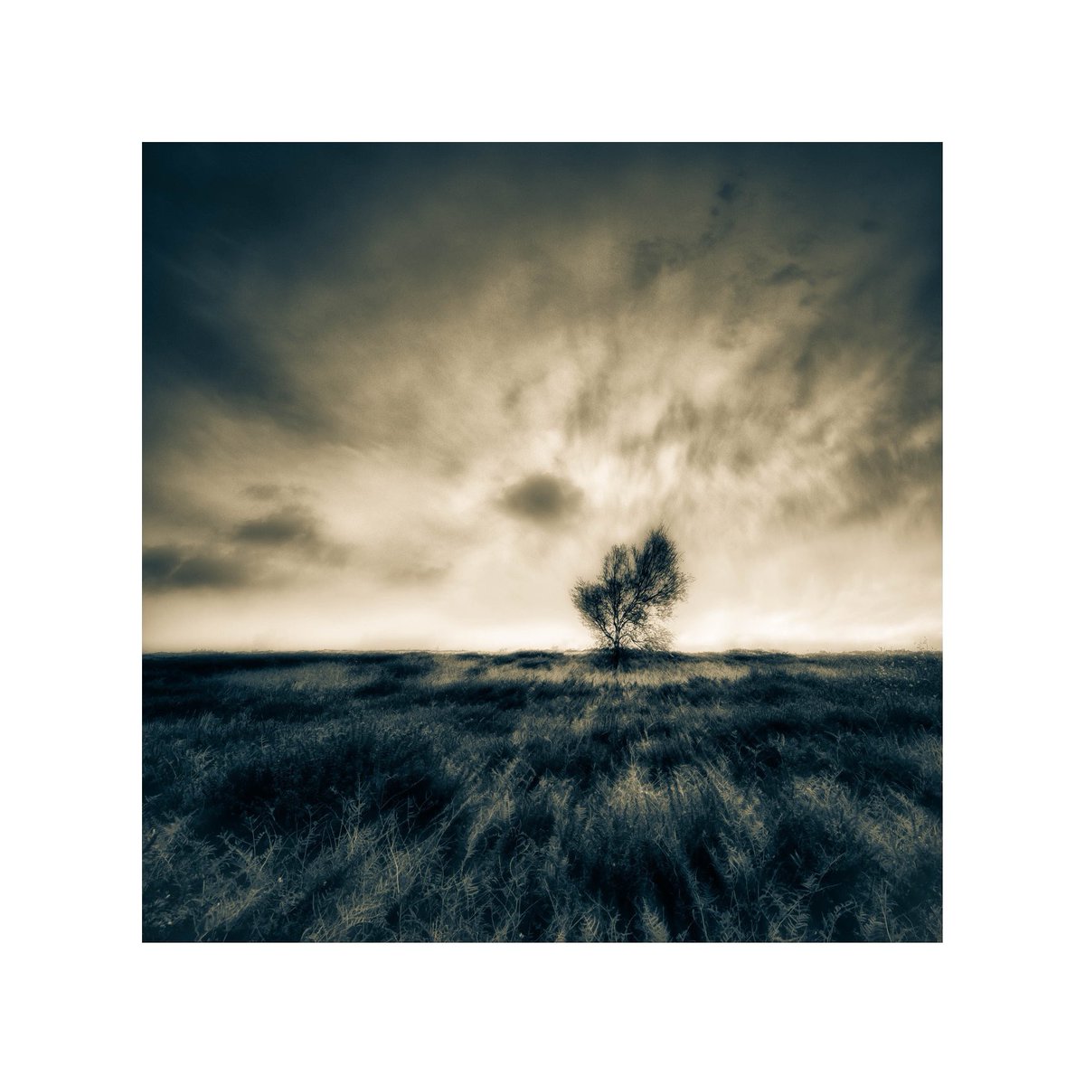 GoswellSean's tweet photo. Exmoor tree in Autumn.
#landscapephotography https://t.co/l5mRPLDZoJ