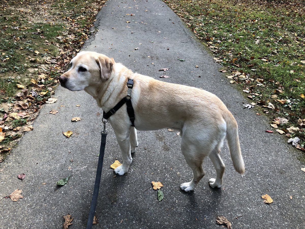 Dexter_DMan's tweet photo. Sniffing fall in the air... https://t.co/6BqqP5NjqA