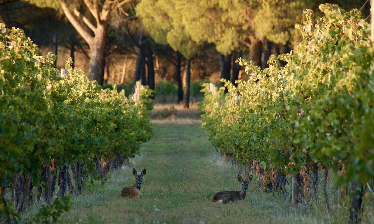 Atardeceres de vendimia en <a href="/FcaVillacreces/">Finca Villacreces</a> , cada día estoy más convencido de que los intrusos somos nosotros...🍇