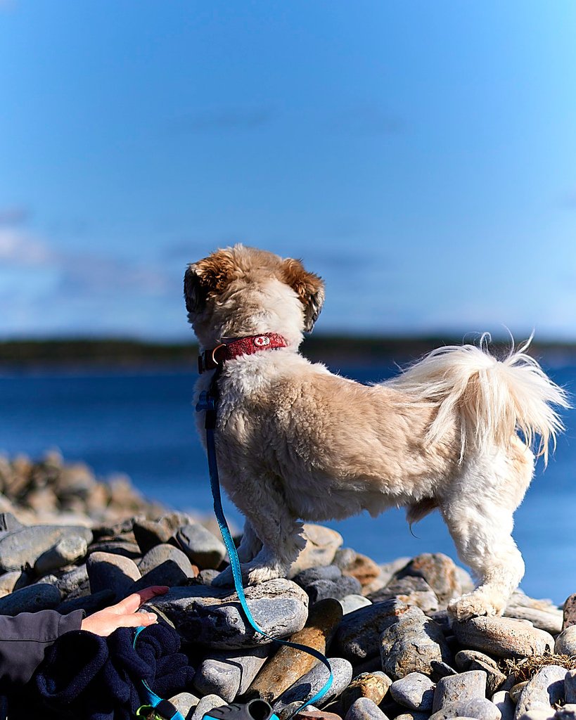 Took Oliver to Point Pleasent Park today. He wanted to investigate the sailboats going by.
.
.
.
.
#halifax #canada #dartmouth #halifaxnoise #hfx #hrm #photography #halifaxphotographer #eastcoastlifestyle #wildlife #nikon #tamron #potd #puppy #puppyofinstagram #instapuppy