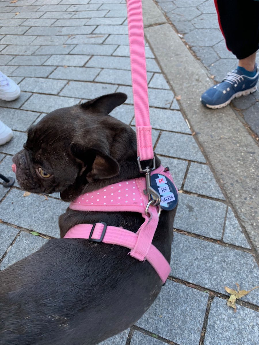 NYC4Warren's tweet photo. Thank you to @barnard4warren for tabling today on the @UWSforWarren! it was a great day and we made a new friend for @FirstDogBailey @DogsForWarren https://t.co/GiekYXFqhY