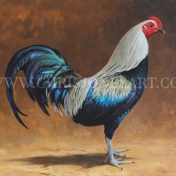 Chris Jones Poultry Wildlife Artist On Twitter One Of Several