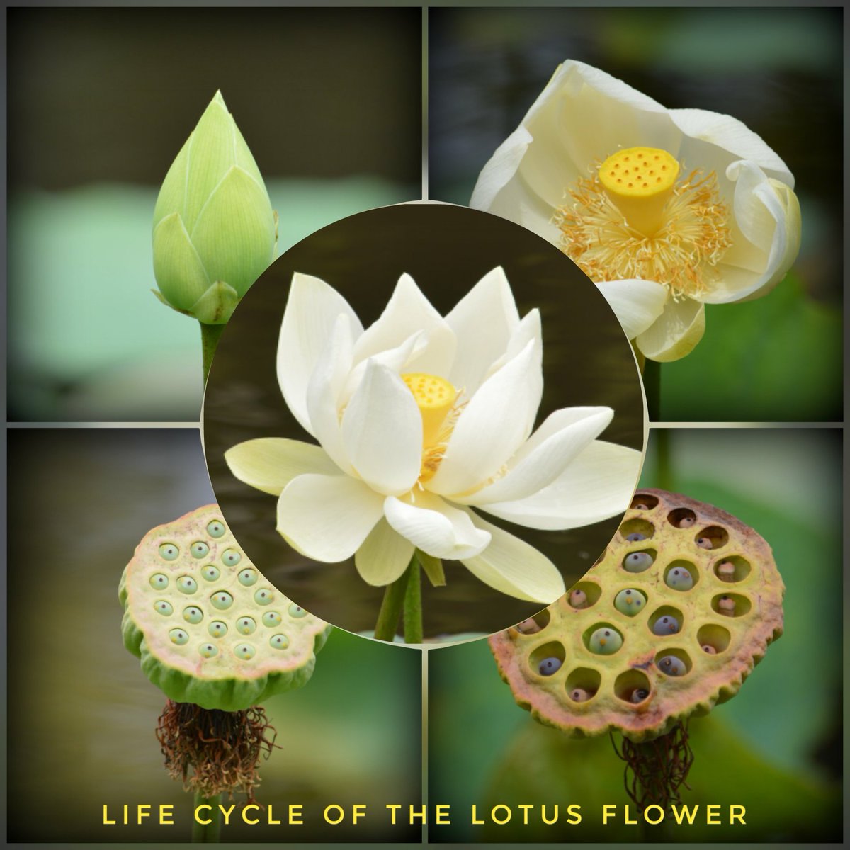 _hans_vk_'s tweet photo. #Lotus #Flower - from flower bud to seed pod. The Life Cycle of the Lotus Flower. 😍 Very beautiful to see. Even the leaves are beautiful. Seen in the Sir Seewoosagur Ramgoolam Botanical Garden at Mauritius. #nature #botanicalgarden #mauritius #Pamplemousses
#Waterlotus https://t.co/d0B33gm5n6
