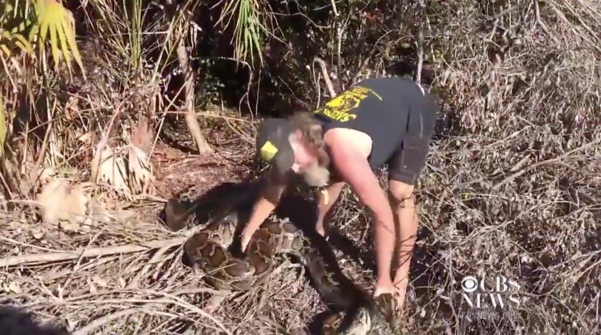 AlwaysBOutdoors's tweet photo. [VIDEO] Python Hunter Captures Massive Snake In Everglades - Outdoors 
https://t.co/4RjRpgWpwL #everglades #pythonhunter https://t.co/oeb00yJaAH