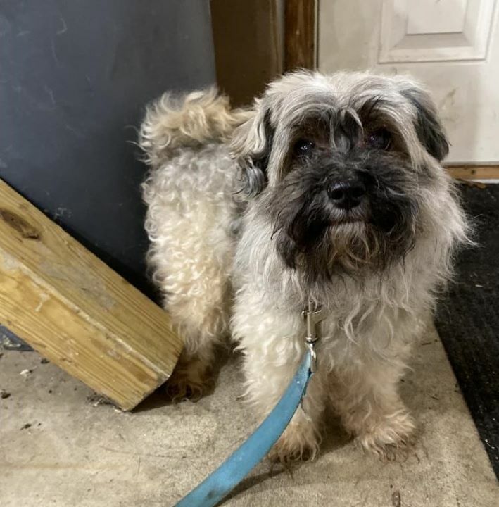 LostDogsIL's tweet photo. Home at last! Maltipoo from #PingreeGrove #IL is home safe & sound. Found 10/05/2019. Reunited 10/05/2019. Welcome home! https://t.co/Um8hEScQtB