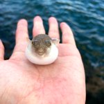 指乗りフグが可愛い 小さくても膨らむ姿が印象的 話題の画像プラス 指乗りフグが可愛い 小さくても膨らむ姿が印象的 話題の画像プラス