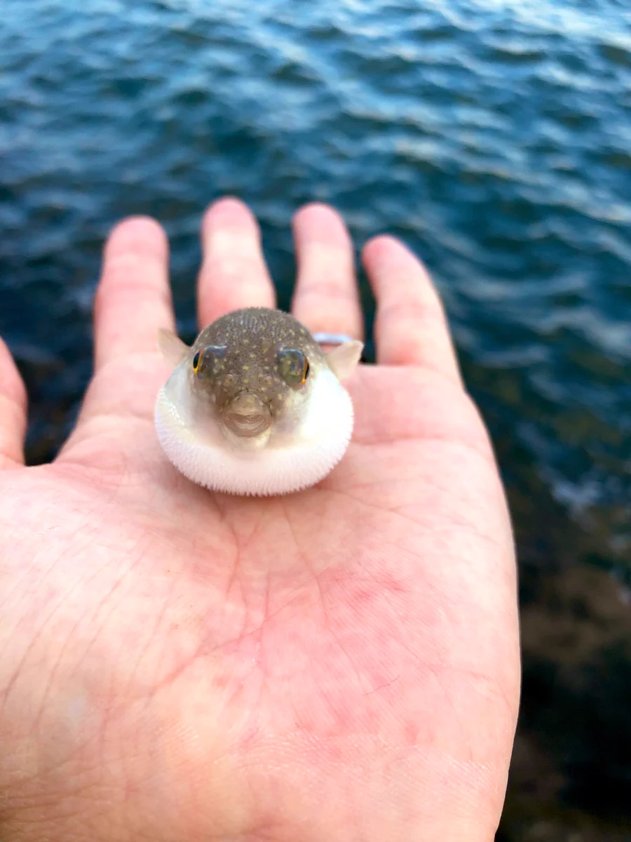 フグが威嚇するととてもかわいいんだなｗｗｗｗ