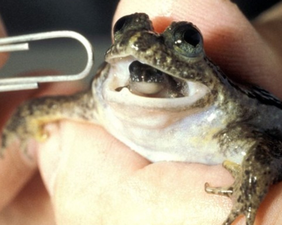 たなぼた Twitterren ガエルマギアのモチーフのイブクロコモリガエル本当に口から子ガエル出してる 雌が胃のなかで卵を育てるカエルだそうです 仮面ライダーゼロワン
