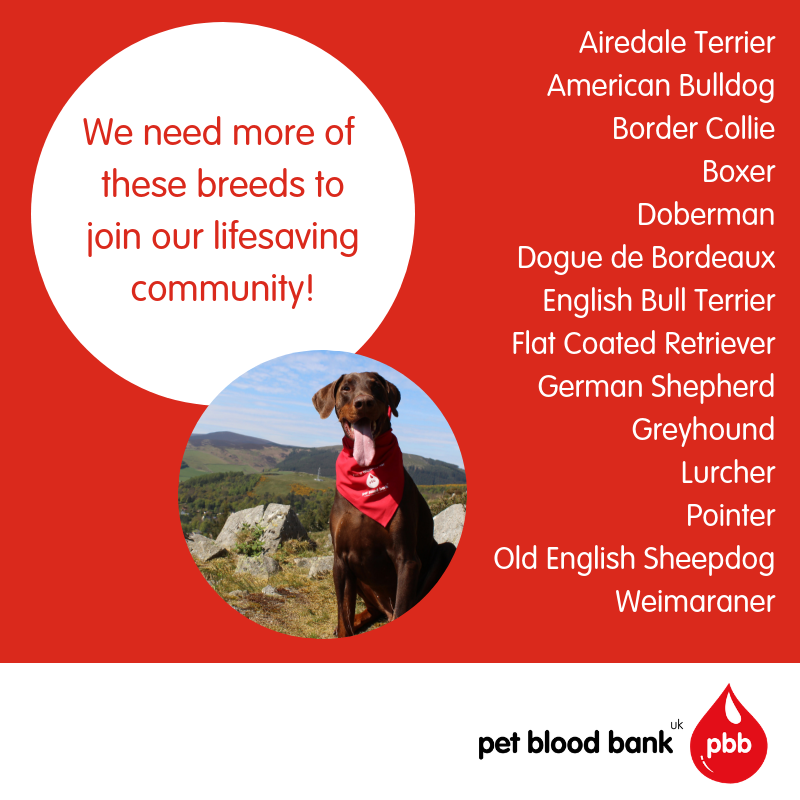 Last year, we supplied over 5,000 lifesaving blood products to vets across the UK. Demand is continuing to grow so more than ever we need more dogs to register with us, particularly those more likely to be negative blood type. 

Find out more bit.ly/2hCaWnj