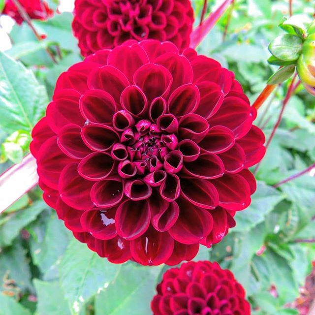 BenjiLee53's tweet photo. Dahlia #photographer #photography #photo #sx540hs #canon #powershot #canonpowershot #powershotsx540hs #canonpowershotsx540hs #welshmountain #welshmountainzoo #zoo #zoophoto #zoophotographer #zoophotography #dahlia #flower #reddahlia #flowerphoto #flowerp… https://t.co/kV8dHexZhS https://t.co/9lPda4iFum