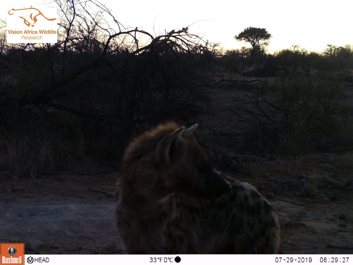 VAWresearch's tweet photo. Received some great camera trap pics from  @MScEndanSpecies student Matthew, who conducted his research with us over the summer. More to follow. #hyena #spottedhyena #Botswana #wildlifephotography  #cameratrap #wildlifeconservation https://t.co/ZJxrwJtHkz