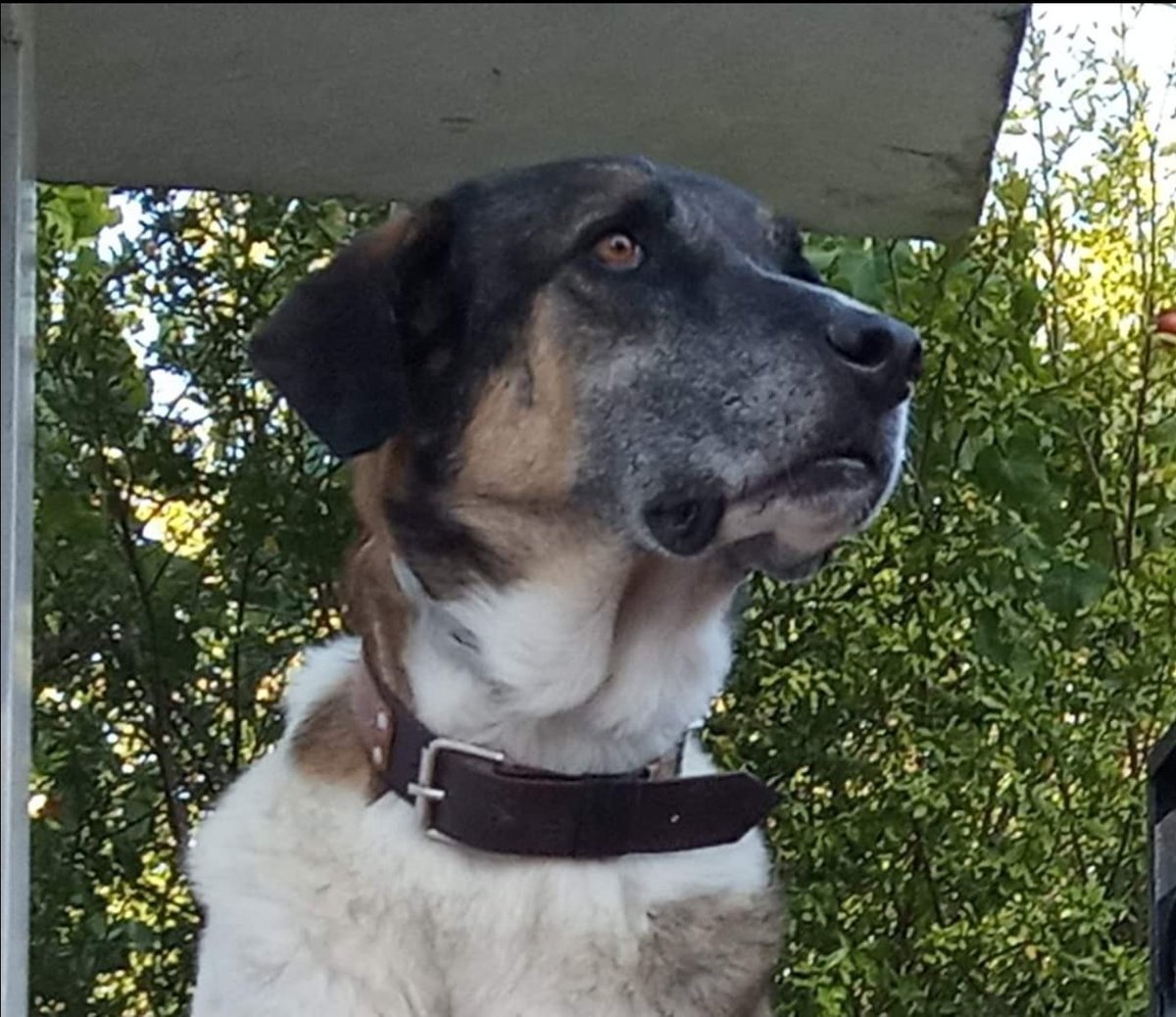 LASAnimal's tweet photo. ¡¡¡ATENCION MÁXIMA DIFUSIÓN!!! HAY VENENO EL PARQUE MIRAFLORES DE #Sevilla #FLAPY adoptado por nuestra amiga y compañera Lourdes FALLECIÓ ANOCHE. Te dio tiempo a conocer la felicidad, no es justo que te haya pasado esto por la culpa de un hdp, DEP PEQUEÑO NO TE OLVIDAREMOS 😭 https://t.co/LizaEeaXNw