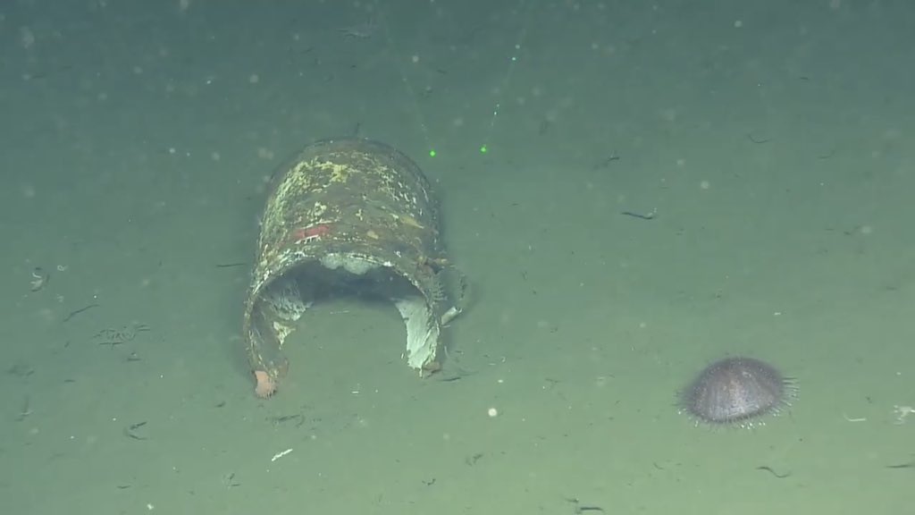 Check out this marine snow, it looks awesome! Unfortunate to see this paint can on the ocean floor. Looks like an anemone & sponge have made it home!
#marinesnow #feedingthedeep #oceandebris #nautiluslive #cordellbanknms