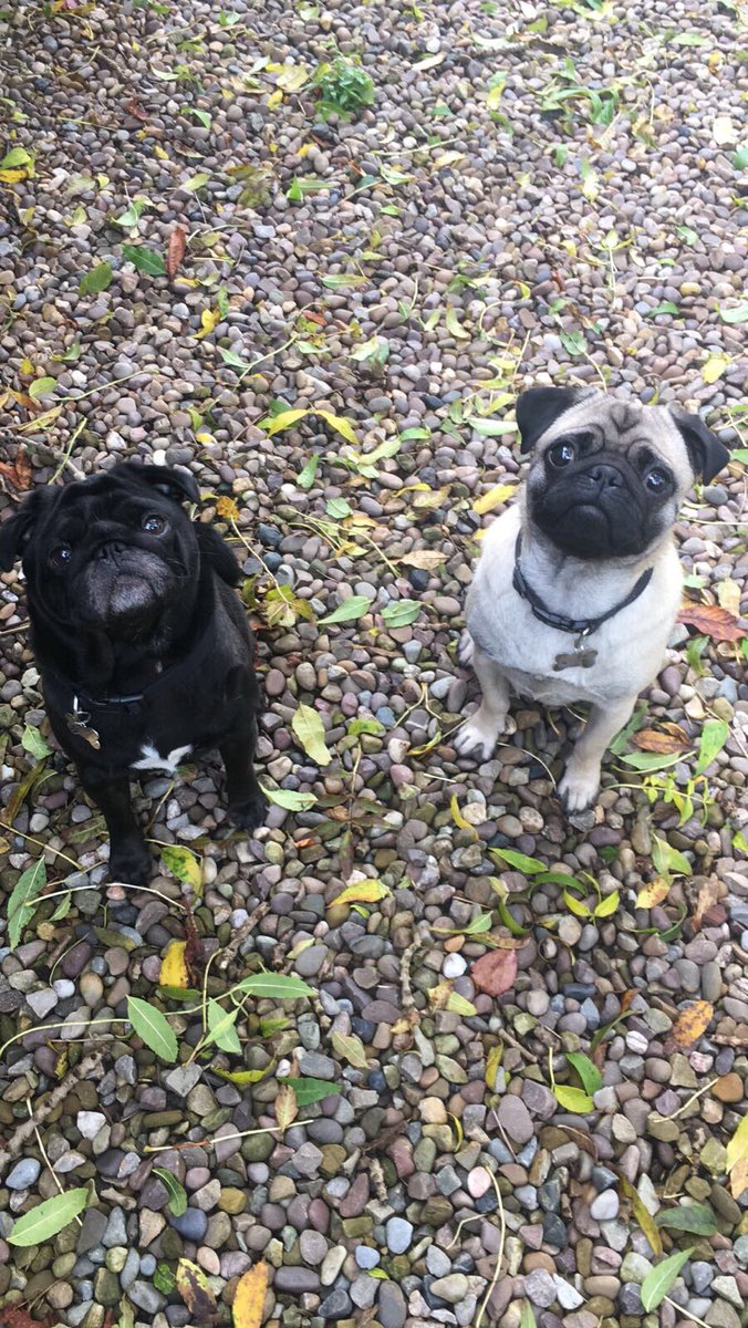 ButlandLisa's tweet photo. #BritaingetTalking being promoted on #BGTTheChampions tonight. Taking these 2 chaps to meet students in #Huddersfield on Tuesday evening to promote wellbeing @KirkleesCouncil #hugapug #pdwra https://t.co/ET976nOraV