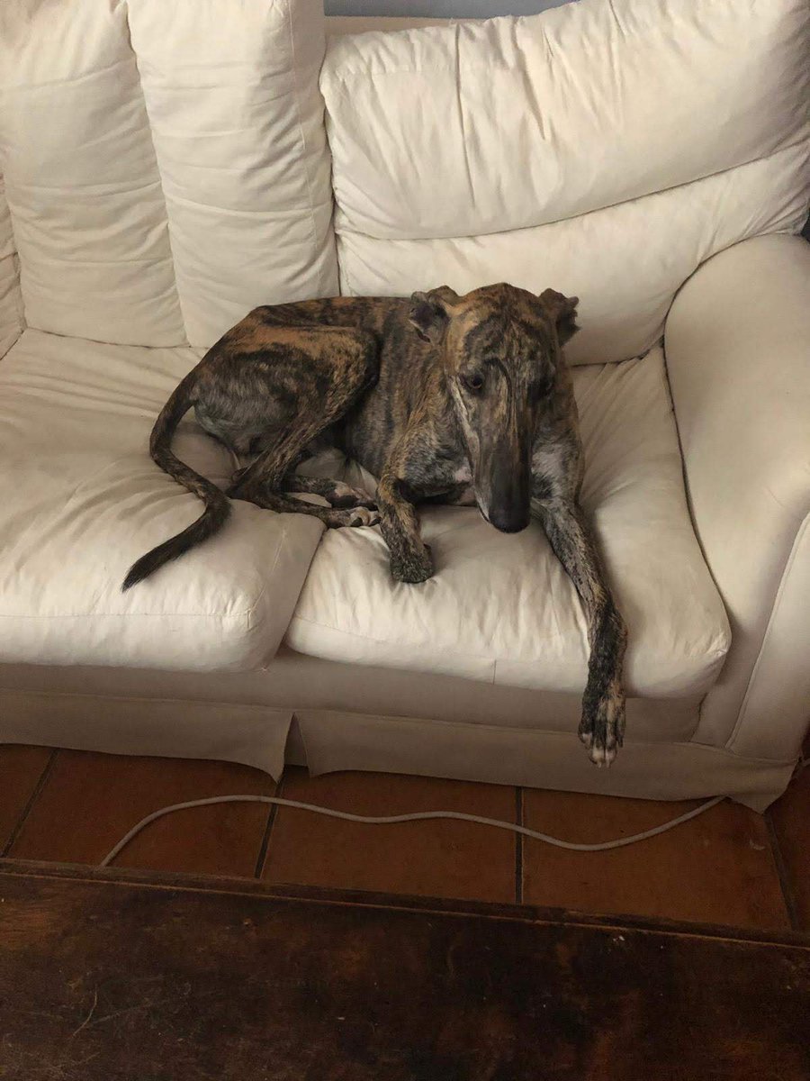CarmCerv's tweet photo. Hoy es un día muy especial para nosotros, tras la triste noticia de la pérdida de nuestro #FLAPY envenenado, tenemos la mejor de las noticias para nosotros, #LEO ADOPTADO!! A ser feliz precioso, ya se acabó tanto sufrimiento. https://t.co/4xH9G0Hd0h