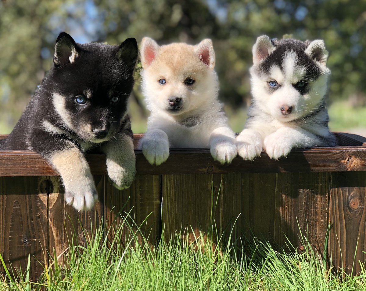 Wowza those are some perfect Pomskies 😍
.
.
.
merakimoonpomskies.com/our-puppies/
.
#pomsky #pomskypuppy #agoutipomsky #merakimoonpomskies #myoregonpomsky #oregonpomsky #oregonpomskybreeder #pomskyinoregon #pomskypuppy #pomskylife #pomskiesofinstagram #merakimoonpomskies #myoregonpomsky