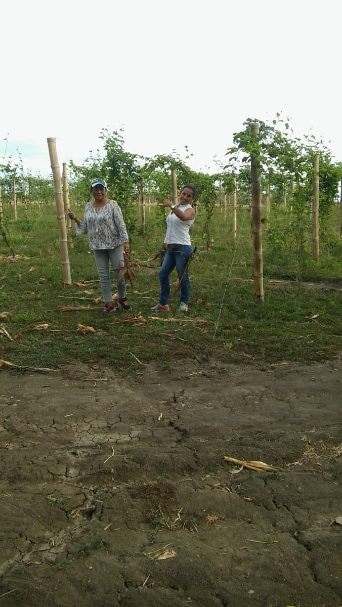 GuarinAyda's tweet photo. #TolimenseQueSeRespete ha trabajado en el campo. 
#LaFuerzaQueNosUne https://t.co/fkq9uCazS6
