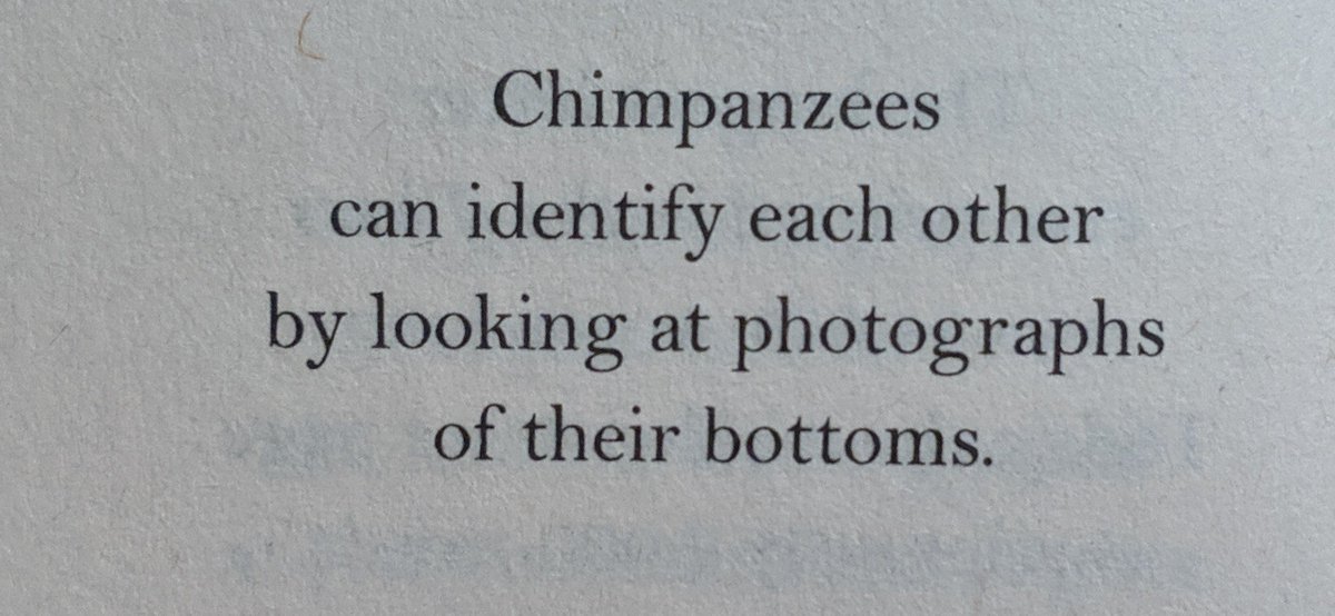 Chimpanzees have been on Twitter altogether too long.