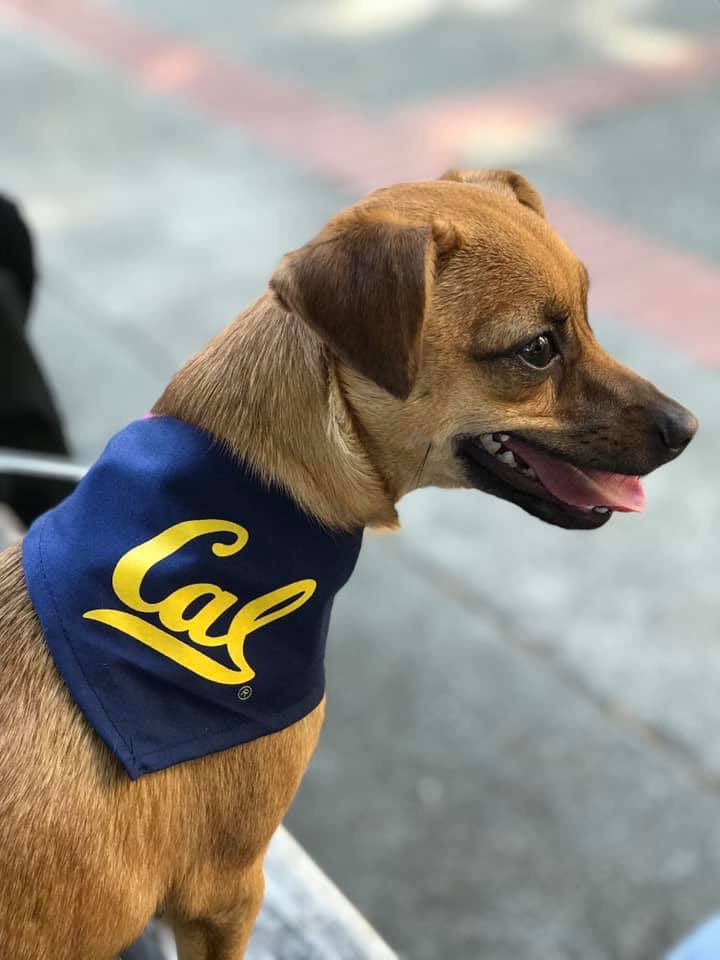 Cal Athletics tweet media