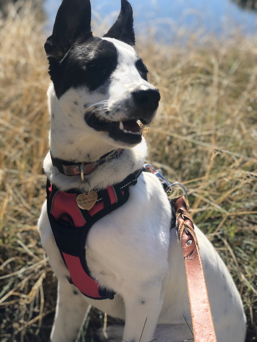 My beautiful Shollie, Sadie! She 5 mo old! ❤️💋#dog #mydog #puppy